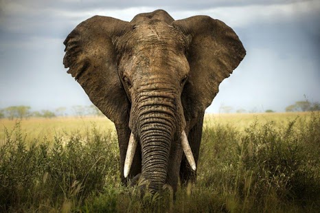 How to download Animals Puzzle patch 1.4 apk for android