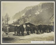 Kraal met paarden en muilezels in de Dolomieten