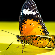 Butterfly HD Photo 1.0 Icon