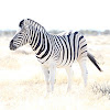 Plains Zebra