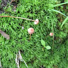 Collybia-like sp. in moss