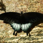 Great tailed mormon 