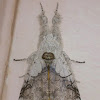 White-Gray Tussock Moth