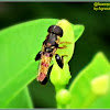 Thick-legged Hoverfly (Male)