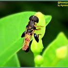 Thick-legged Hoverfly (Male)