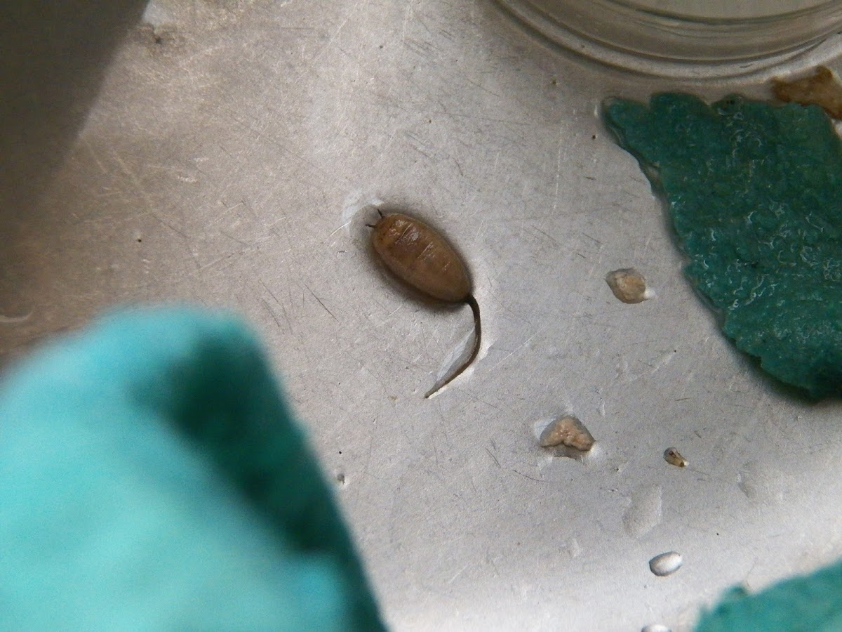 Rat Tailed Maggot/Drone Fly Larva