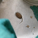 Rat Tailed Maggot/Drone Fly Larva