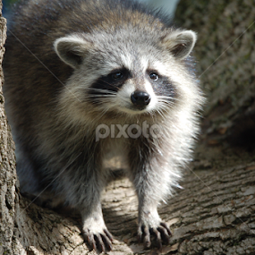 Racoon Hanging out. by Debbie Annable Carr - Animals Other Mammals