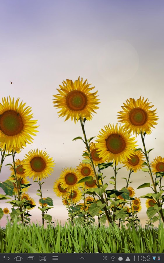 Sunflowers Live Wallpaper Android Apps on Google Play