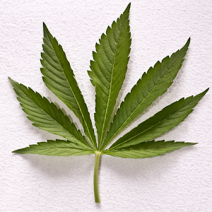Weed Wallpapers and Pictures.apk 1