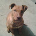 bax'