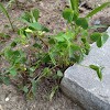 Yellow wood sorrel