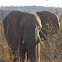 African Savanna Elephant