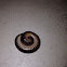 Florida Ivory Millipede