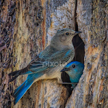Mountain Bluebird Couple at the Nest by Martin Belan -  