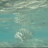 Black-Spot Surgeonfish