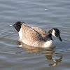 Canada Goose