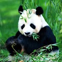 3D cute Panda logo
