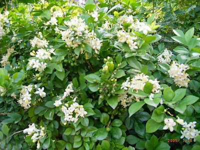 √ 匍匐 性 植物 118789