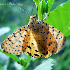 Tiger moth or  Crotalaria pod borer