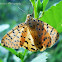 Tiger moth or  Crotalaria pod borer