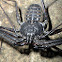 Tailless Whip Scorpion