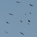 Griffon Vulture / Buitre leonado