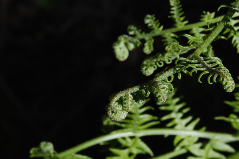 _DSC0015 copy.JPG