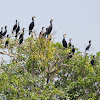 Indian cormorant