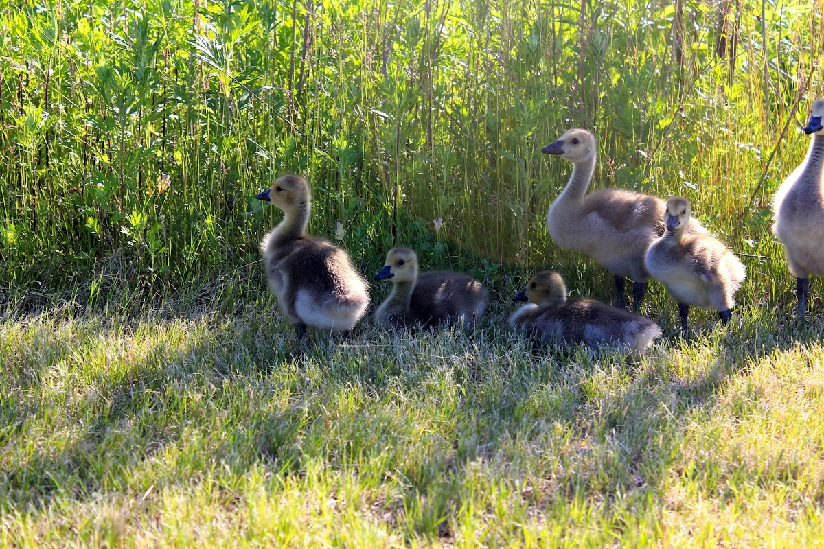 Canada geese (family)