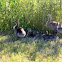 Canada geese (family)