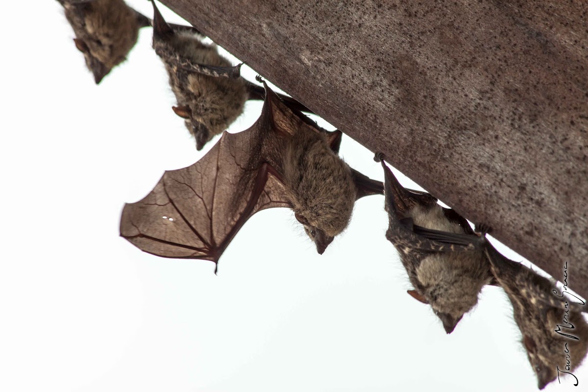 Proboscis bat