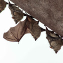 Proboscis bat