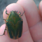 Green June beetle or June Bug