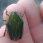 Green June beetle or June Bug