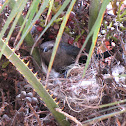Brewer's Blackbird on Nest