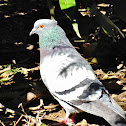 Pigeon