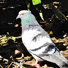 Pigeon