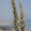 Persian Pappusgrass