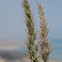 Persian Pappusgrass