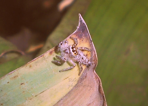 Jumping spider | Project Noah