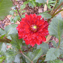 Red Gerbera