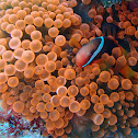Bubble-tip anemone