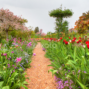 by Fraise Des Bois - Flowers Flower Gardens