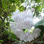 Mountain Laurel