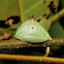 Cup Moth Slug Caterpillar