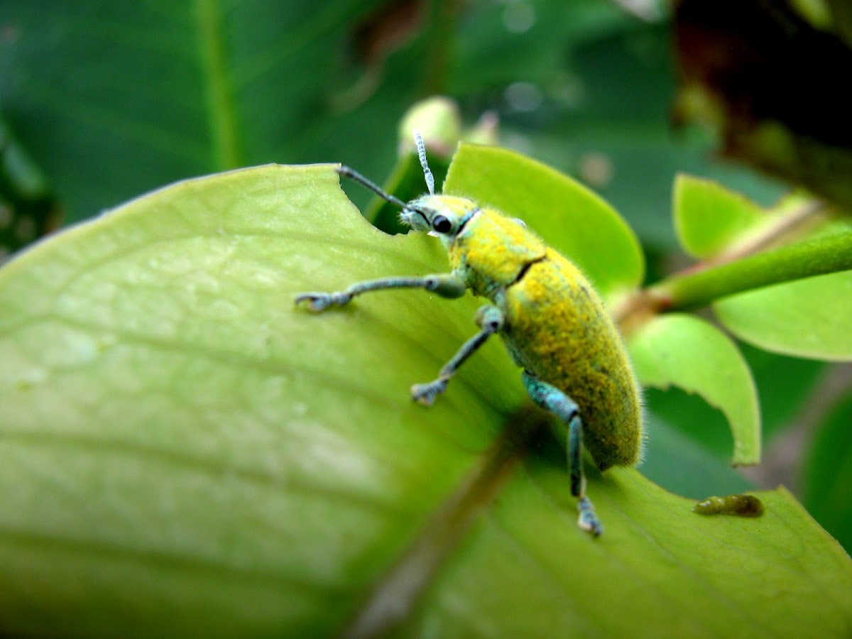 Gold Dust Weevils