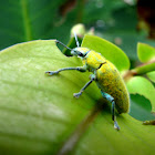 Gold Dust Weevils