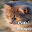Cats Images Download on Windows