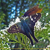 Longtail Skipper